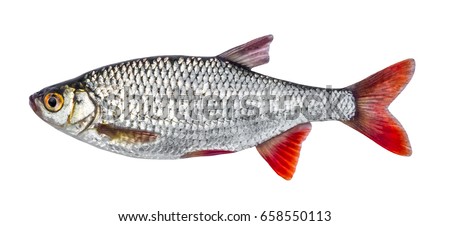 Fish river roach isolated on white background (Scardinius erythrophthalmus)