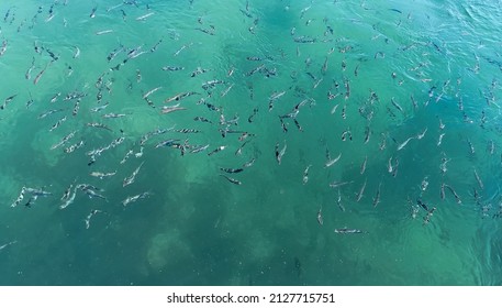 Fish In River Swimming Against Current 