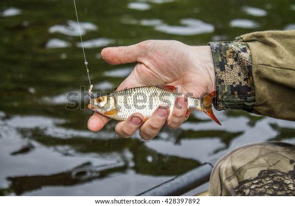 fish roach in the\
hand of angler at shore
