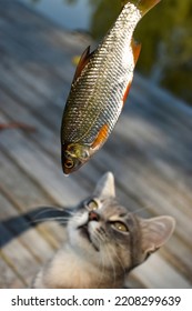 Fish (roach) with silvery scales and a cat that looks at the fish - Shutterstock ID 2208299639