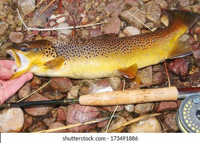 Fish, rod and reel, a Brown Trout fish next to a fly rod prior to release