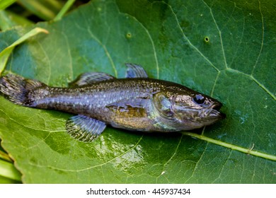 Fish Rotan, Green Leaf,Perccottus Glenii