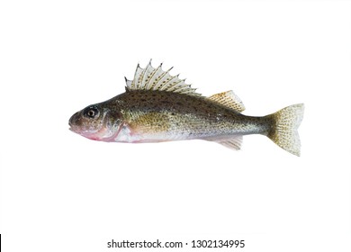 Fish Ruff Gymnocephalus Cernuus Isolated On Stock Photo 1302134995 ...