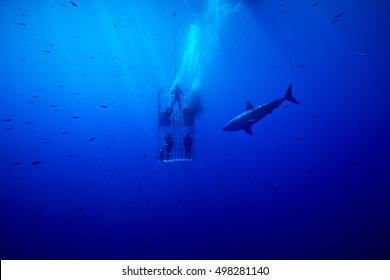 Fish Rush To The Cage Where The Fresh Scent Of Dead Fish Has Just Been Released Into The Water.  The Great White Shark Is The Primary Subject; Sardines Are The Real Winners Since The Pieces Are Small