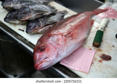 Fish For Sale. Fish For Sale In A Fish Market. Fresh Fish Ready To Be Prepared For Sale. Lunch Or Dinner. Wild Caught Fresh Seafood Of Various Types Being Purchased And Cut Up For Delivery.