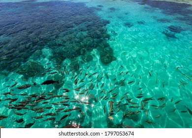 Fish Sanctuary At Juag Sorsogon