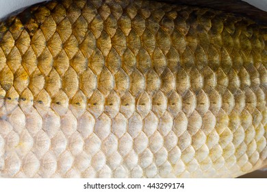 3,886 imágenes de Fish scales close up texture - Imágenes, fotos y ...