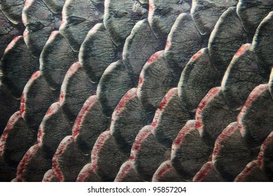 Fish Scale Stock Photo 95857204 | Shutterstock