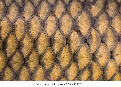 fish-scale-background-texture-260nw-1197