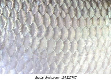 The Fish Scale Close Up.