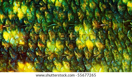 The fish scale close up.
