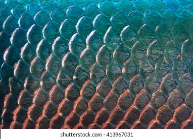Fish Scale Texture For Background, Colorful Concept