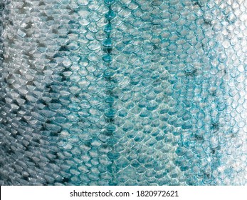 Fish Scale Texture Close-up. Copy Space.