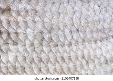 195 Real fish scale pattern Images, Stock Photos & Vectors | Shutterstock
