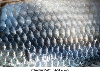 Fish scales abstract texture. Surface backdrop. Scale effect pattern. Natural background. Graphic resource. - Powered by Shutterstock