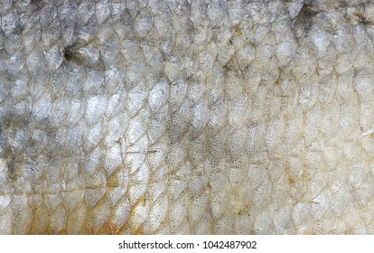 Fish Scales Background