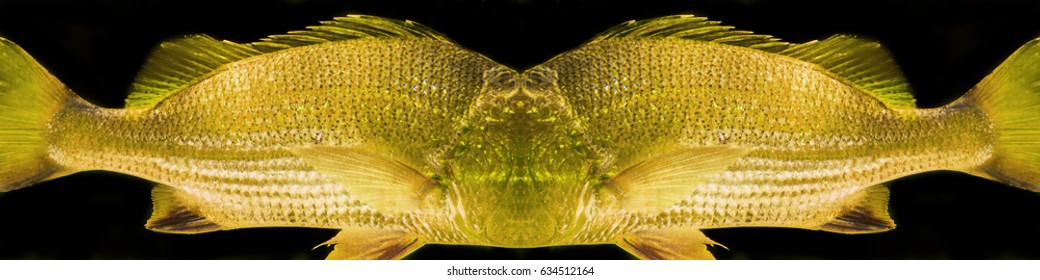 Fish Scales Background Close Up