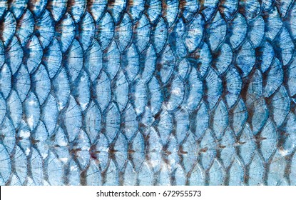 The Fish Scales Background Close Up. Silver Color