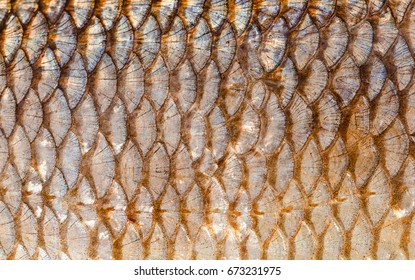 The Fish Scales Background Close Up. Gold Color.