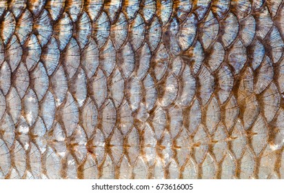 The Fish Scales Background Close Up. Gold And Silver Colors.