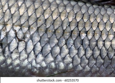 Fish Scales Macro (Fallfish)