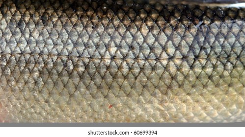 Fish Scales Macro: White Sucker