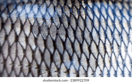Fish scales. Nerfling; orfe; ide (Leuciscus idus). Silver fish hauberk background