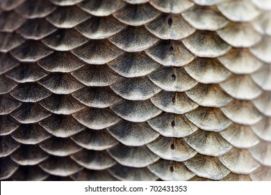 Fish scales skin texture macro view. Geometric pattern photo Crucian carp Carassius scaly with Lateral line. Selective focus, shallow depth field. 
