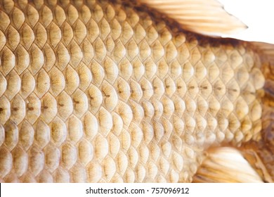 678 Fish Lateral Line Images, Stock Photos & Vectors | Shutterstock