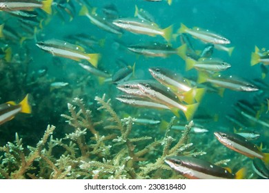 fish school