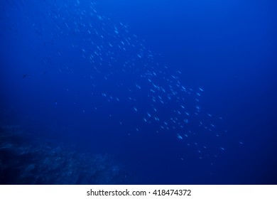fish school