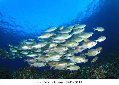 Fish School On Underwater Coral Reef In Ocean