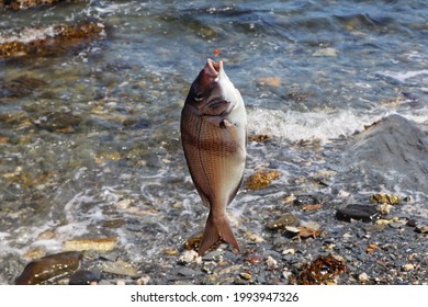 Fish (Scup) From The Narragansett Bay