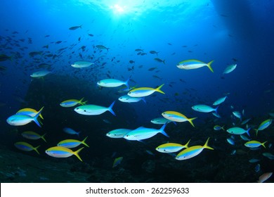 Fish In Sea