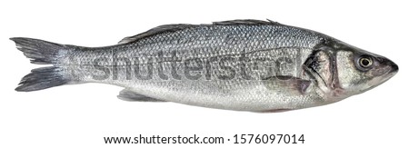 Fish sea bass isolated. Side view