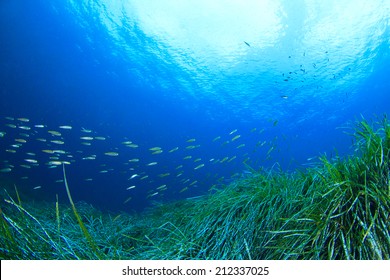 Fish And Sea Grass Underwater