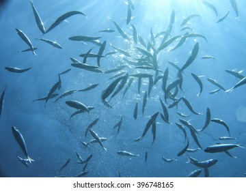 Fish in the sea - Kornati, Croatia