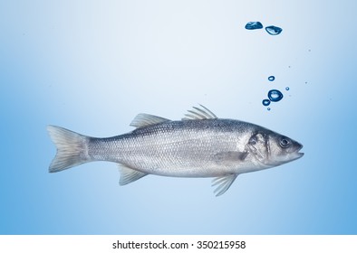 Fish Seabass Under Water