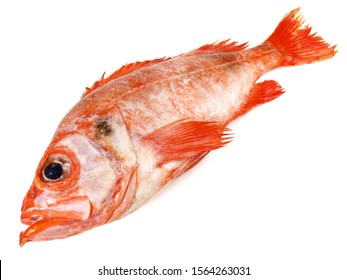 27,694 Ocean perch Images, Stock Photos & Vectors | Shutterstock