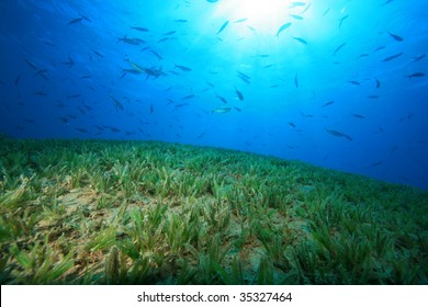 Fish And Seagrass