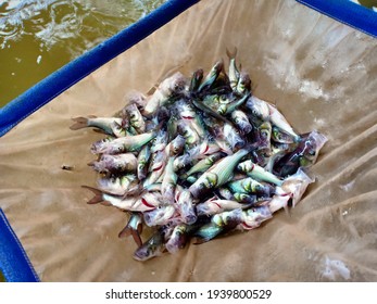 Fish Seed Of Siamese Giant Carp