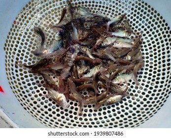 Fish Seed Of Siamese Giant Carp