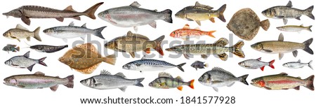 Fish set isolated. Collection fresh raw fish. Sea and freshwater fish