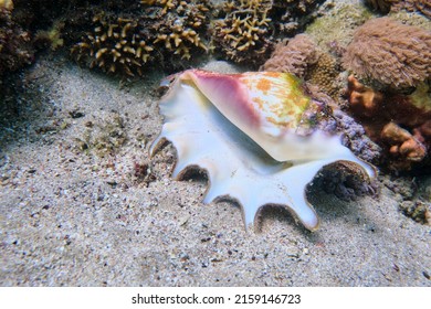 Fish, Shell, Red Sea, Underwater World, Coral Reef, Maritime, Egypt, Colorful, Real World, Scuba