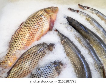 Fish Shop. Sale Of Carp And Pike. River Fish. Chilled Chazan On The Counter. Fish In Ice. Healthy Diet. Meat Products
