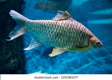 683 Rock bream Images, Stock Photos & Vectors | Shutterstock