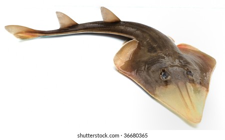 Fish Skate On White Background