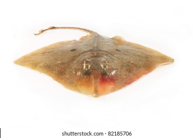 Fish Skate On A White Background