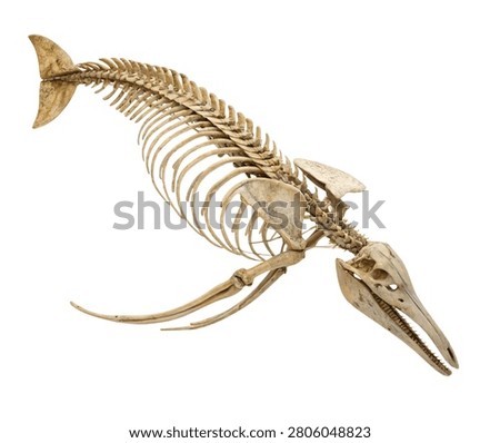 Fish skeleton anatomical model isolated on white background