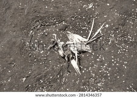 Fish Skeleton Bones Washed Ashore
